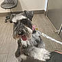 dog, schnauzer, pet, paw, leash, collar, tongue_out, waiting_room, tile_floor, chair, flip_flop, human_foot, fur, beard, cute, indoors, close_up, smile, obedient, accessory