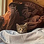 Luna is registered to the contest to win money with this photo: kitten, cat, blanket, bed, cozy, indoor, wooden_wall, window, curious, fur, pet, animal, soft_light, resting, cute, small, tabby, feline, comfort, home