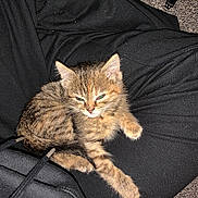 Luna is registered to the contest to win money with this photo: kitten, tabby, cat, pet, sleepy, lap, black_clothing, human, cable, usb, carpet, indoor, feline, cute, resting, fur, small, animal, cozy, relaxed