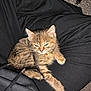 kitten, tabby, cat, pet, sleepy, lap, black_clothing, human, cable, usb, carpet, indoor, feline, cute, resting, fur, small, animal, cozy, relaxed