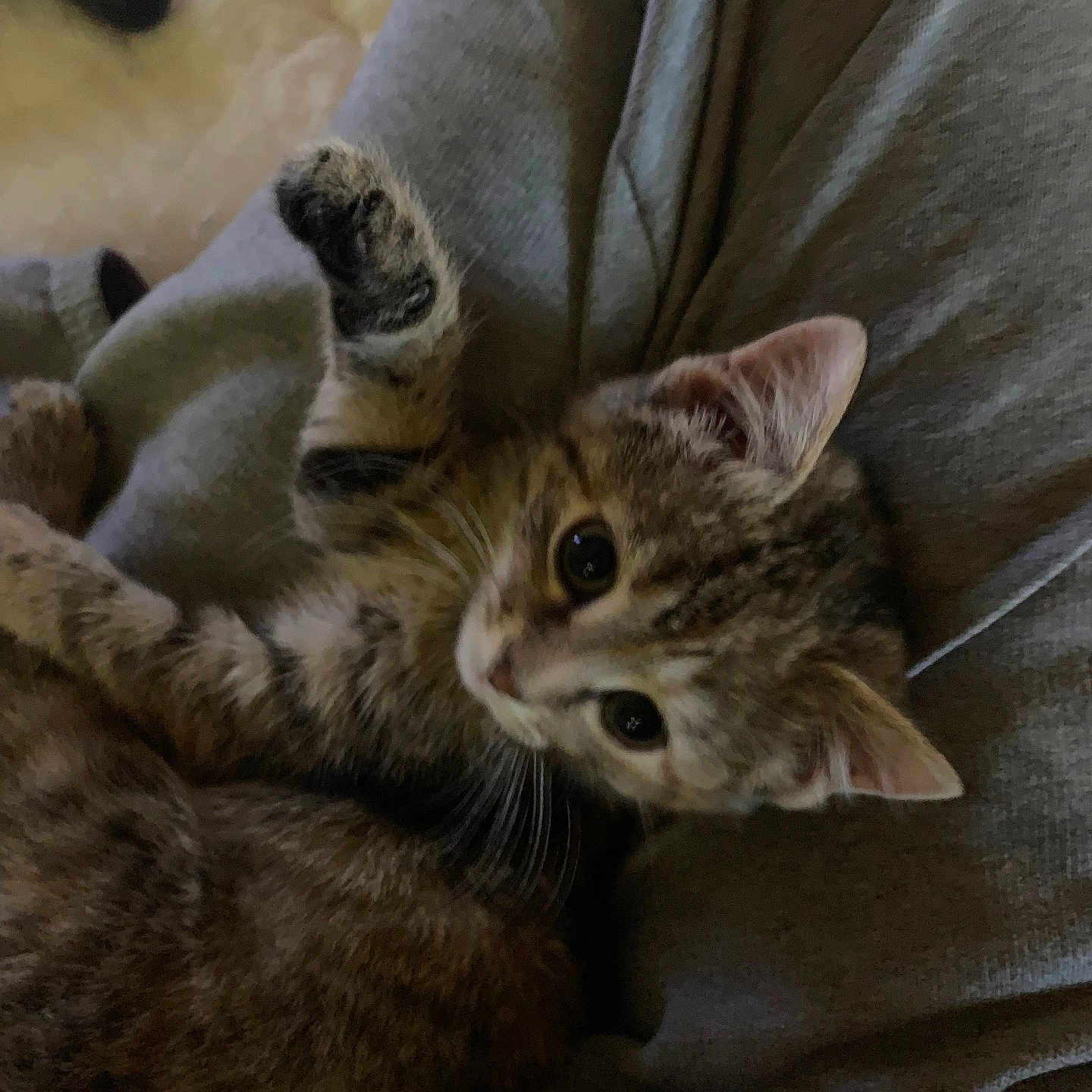Luna joined the competition — help win amazing prizes! animal, cat, closeup, cozy, cute, domestic, ears, feline, fur, grey, indoor, kitten, paw, pet, relaxed, resting, sleepy, soft, whiskers, young
