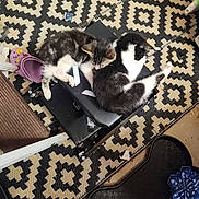 Umbra Boo Boo joined the competition — help win amazing prizes! animal, black_and_white_cat, cat, cozy, cuddling, cute, feline, floor, folding_stool, foot, gray_and_white_cat, home, indoor, kitten, patterned_rug, paw, pet, resting, sleeping, slipper