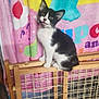 Umbra Boo Boo is registered to the contest to win money with this photo: animal, background, black_and_white, cat, colorful_blanket, curious, cute, domestic, ears, feline, fur, indoor, kitten, pet, playful, sitting, small, whiskers, wooden_structure, young
