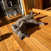 Sprout is registered to the contest to win money with this photo: cat, chair, cozy, cute, domestic, feline, floor, fur, furniture, gray_cat, home, indoor, paw, pet, playful, relaxed, shadow, sunlight, table, wooden_floor