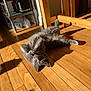 cat, chair, cozy, cute, domestic, feline, floor, fur, furniture, gray_cat, home, indoor, paw, pet, playful, relaxed, shadow, sunlight, table, wooden_floor