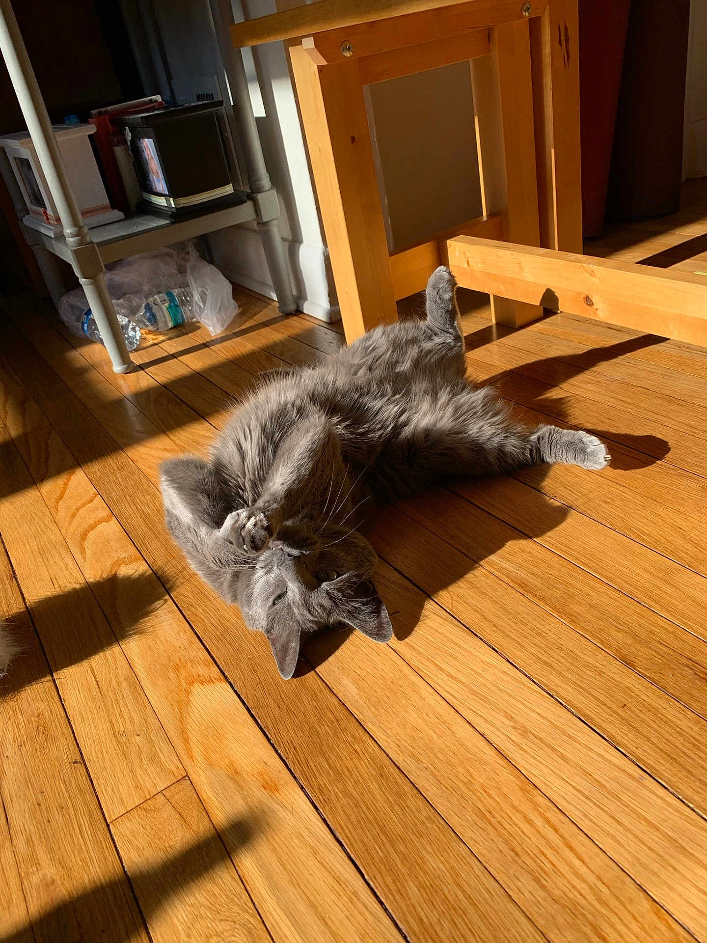 Sprout is registered to the contest to win money with this photo: cat, chair, cozy, cute, domestic, feline, floor, fur, furniture, gray_cat, home, indoor, paw, pet, playful, relaxed, shadow, sunlight, table, wooden_floor
