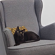 Negrita a rejoint le concours — aidez-le/la à gagner de superbes lots ! black_cat, cat, armchair, gray_chair, pillow, indoor, pet, feline, relaxed, curious, furniture, cozy, domestic_animal, looking_up, resting, home_interior, floor, modern, seated, cute