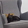 black_cat, cat, armchair, gray_chair, pillow, indoor, pet, feline, relaxed, curious, furniture, cozy, domestic_animal, looking_up, resting, home_interior, floor, modern, seated, cute