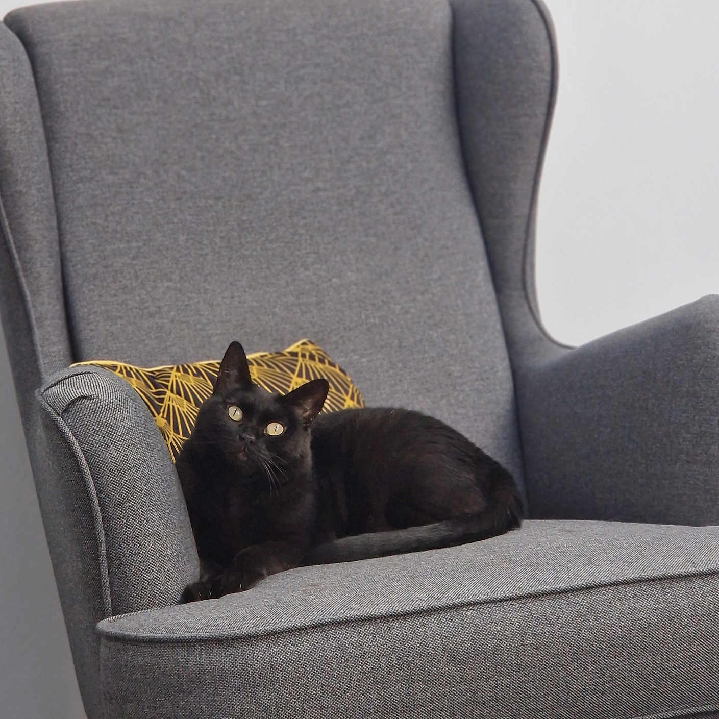 Negrita a rejoint le concours — aidez-le/la à gagner de superbes lots ! armchair, black_cat, cat, cozy, curious, cute, domestic_animal, feline, floor, furniture, gray_chair, home_interior, indoor, looking_up, modern, pet, pillow, relaxed, resting, seated