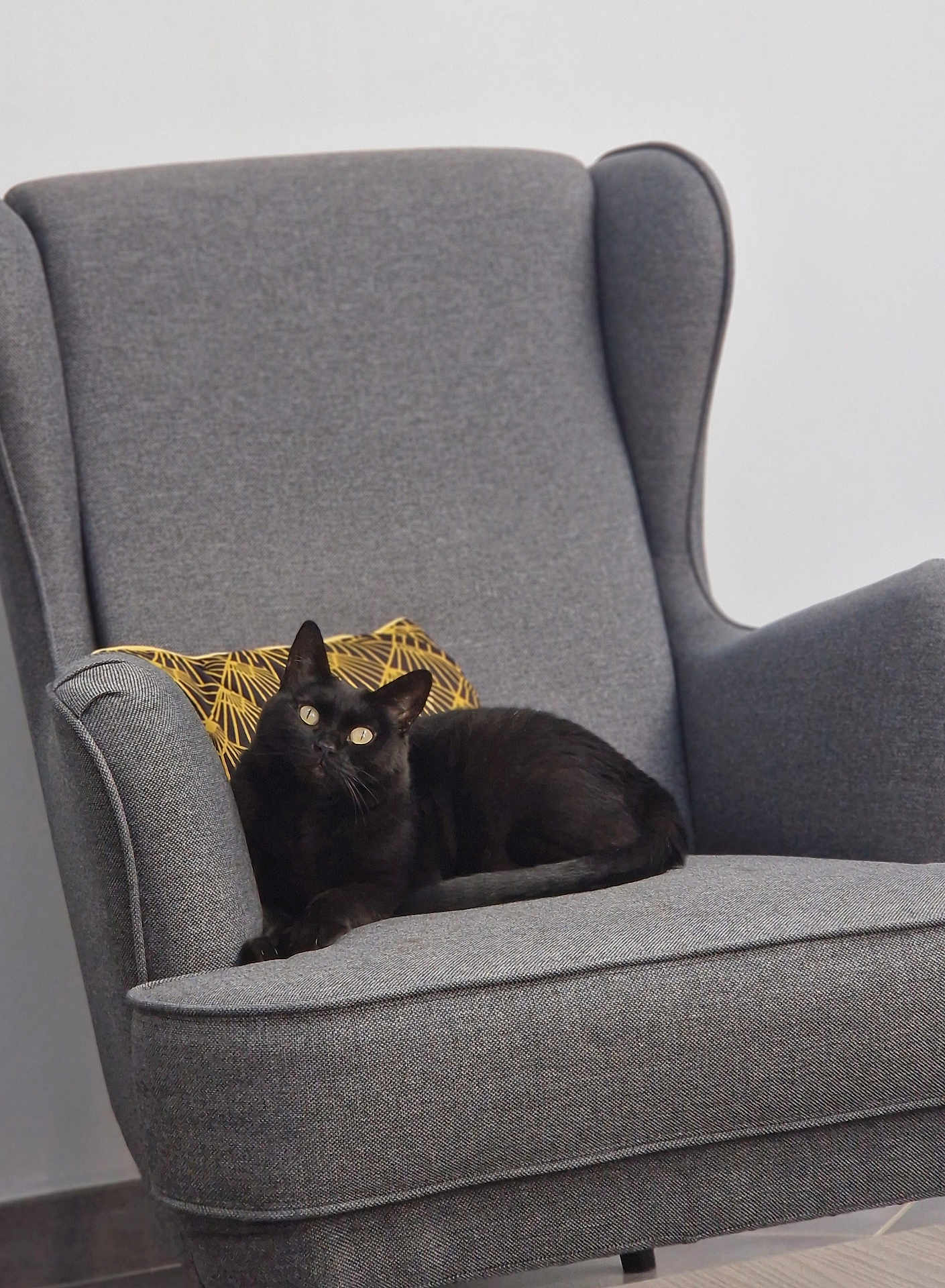 Negrita a rejoint le concours — aidez-le/la à gagner de superbes lots ! black_cat, cat, armchair, gray_chair, pillow, indoor, pet, feline, relaxed, curious, furniture, cozy, domestic_animal, looking_up, resting, home_interior, floor, modern, seated, cute