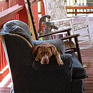 Bella joined the competition — help win amazing prizes! dog, armchair, porch, wooden_floor, rocking_chair, cushion, outdoor, pet, relaxed, furniture, brown_dog, patterned_fabric, vintage, calm, sunlight, home, rustic, water_pump, animal, daylight