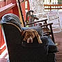 dog, armchair, porch, wooden_floor, rocking_chair, cushion, outdoor, pet, relaxed, furniture, brown_dog, patterned_fabric, vintage, calm, sunlight, home, rustic, water_pump, animal, daylight