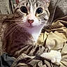 Apollo joined the competition — help win amazing prizes! cat, tabby, pet, animal, feline, close_up, portrait, wide_eyed, whiskers, pink_nose, striped_fur, white_paws, indoor, bed, blanket, bedding, cozy, sitting, relaxed, photography