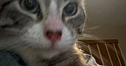 Apollo is registered to the contest to win money with this photo: cat, kitten, tabby, pet, animal, close_up, portrait, face, eyes, whiskers, nose, paw, fur, gray_fur, white_fur, indoors, lamp, couch, curious, funny