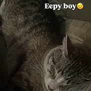Apollo joined the competition — help win amazing prizes! cat, tabby_cat, sleeping, sleepy, pet, animal, bed, bedding, blanket, pillow, bedroom, indoors, resting, curled_up, whiskers, closed_eyes, fur, cozy, portrait, text_overlay