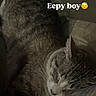 cat, tabby_cat, sleeping, sleepy, pet, animal, bed, bedding, blanket, pillow, bedroom, indoors, resting, curled_up, whiskers, closed_eyes, fur, cozy, portrait, text_overlay