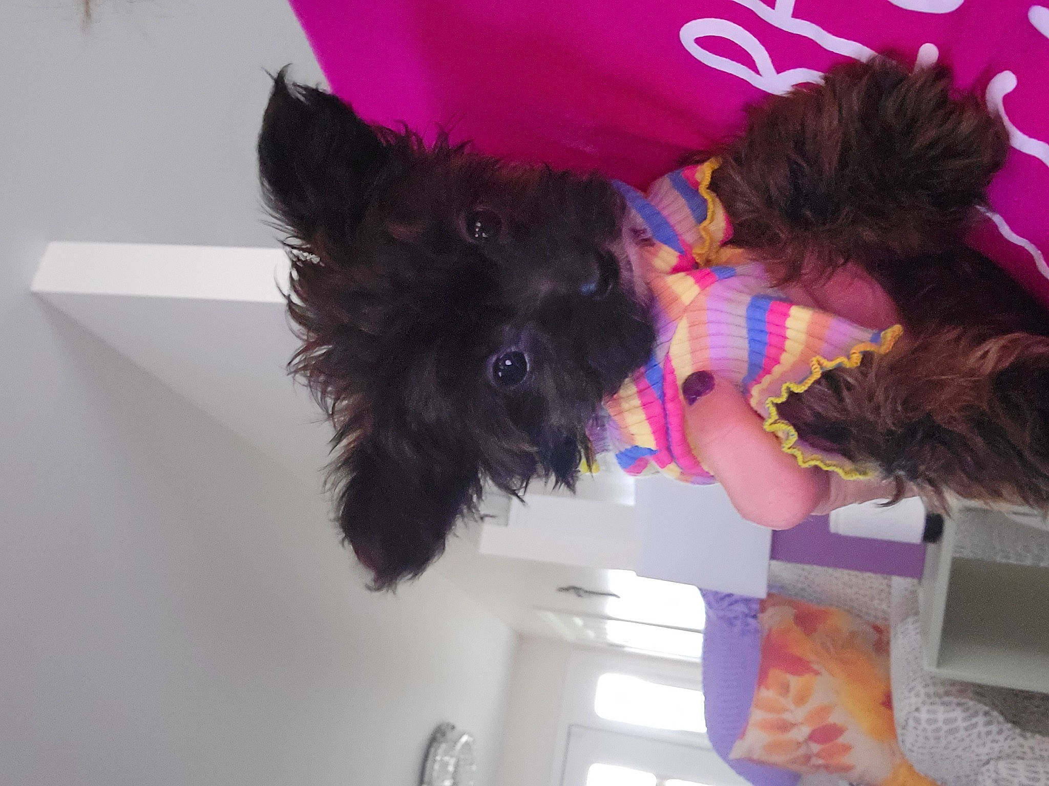 Sydney Renee Bowman joined the competition — help win amazing prizes! canidae, carnivore, companion_dog, dog, dog_breed, dog_clothes, dog_supply, fashion_accessory, fur, logo, magenta, pet_supply, pink, room, small_terrier, sporting_group, terrier, toy_dog