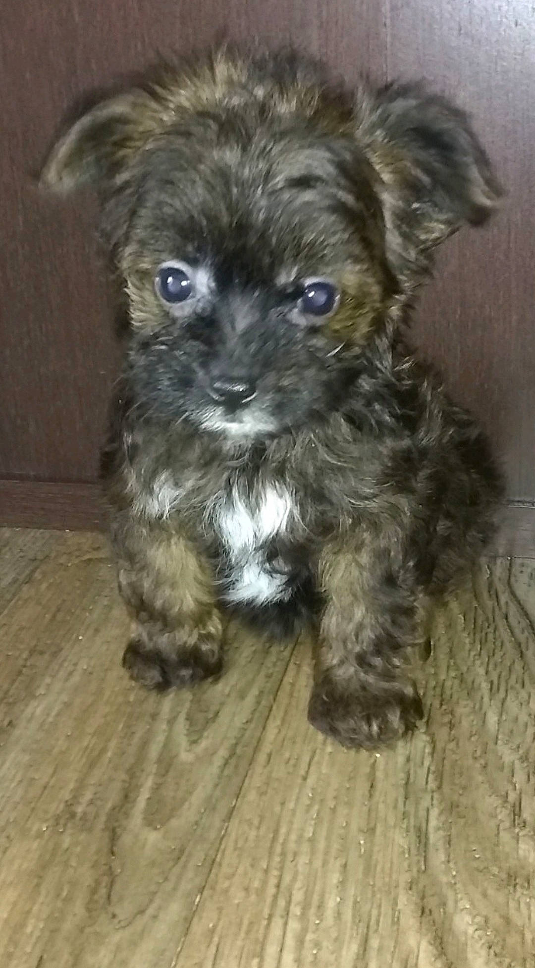 Sydney Renee Bowman is registered to the contest to win money with this photo: canidae, carnivore, companion_dog, dog, dog_breed, fawn, fur, hardwood, liver, maltepoo, puppy, small_terrier, snout, sporting_group, terrestrial_animal, terrier, toy_dog, wood, working_animal, yorkipoo