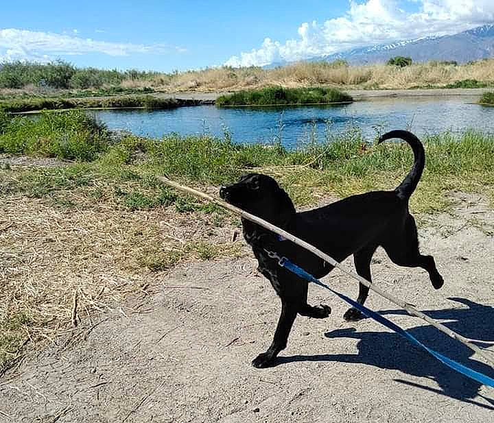 Bishop joined the competition — help win amazing prizes! body_of_water, carnivore, cloud, collar, companion_dog, dog, dog_breed, dog_collar, grass, lake, landscape, leash, natural_landscape, pet_supply, plant, sky, sporting_group, tail, water, working_animal