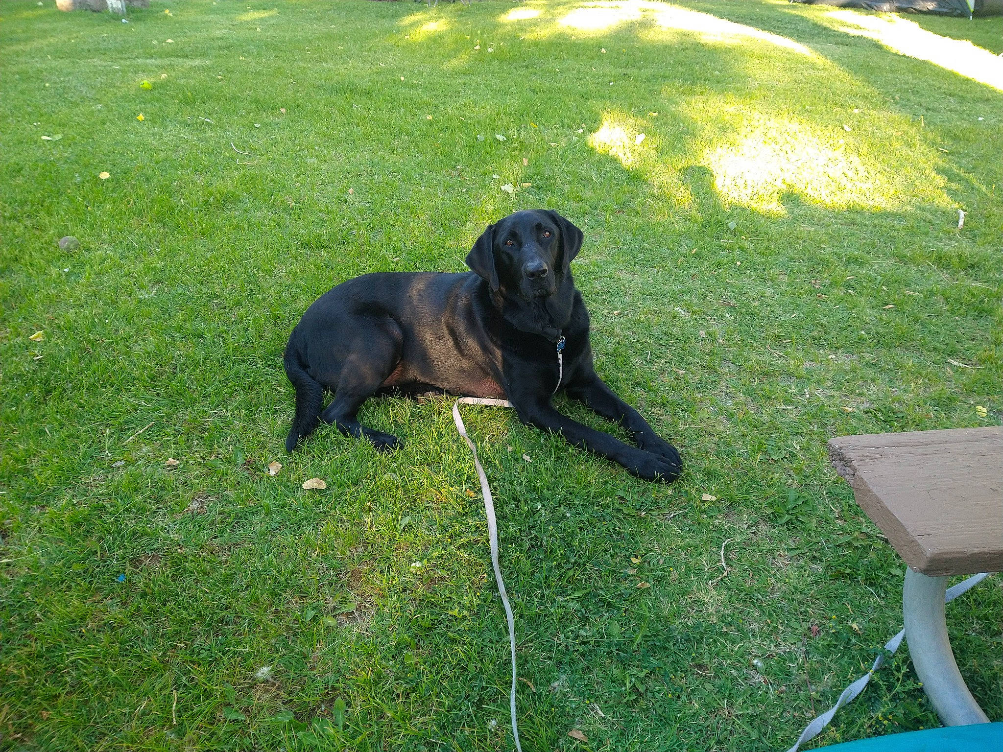 Bishop is registered to the contest to win money with this photo: canidae, carnivore, companion_dog, dog, dog_breed, fawn, garden, grass, grass_family, grassland, groundcover, guard_dog, lawn, meadow, pasture, plant, sporting_group, tail, tree, working_animal