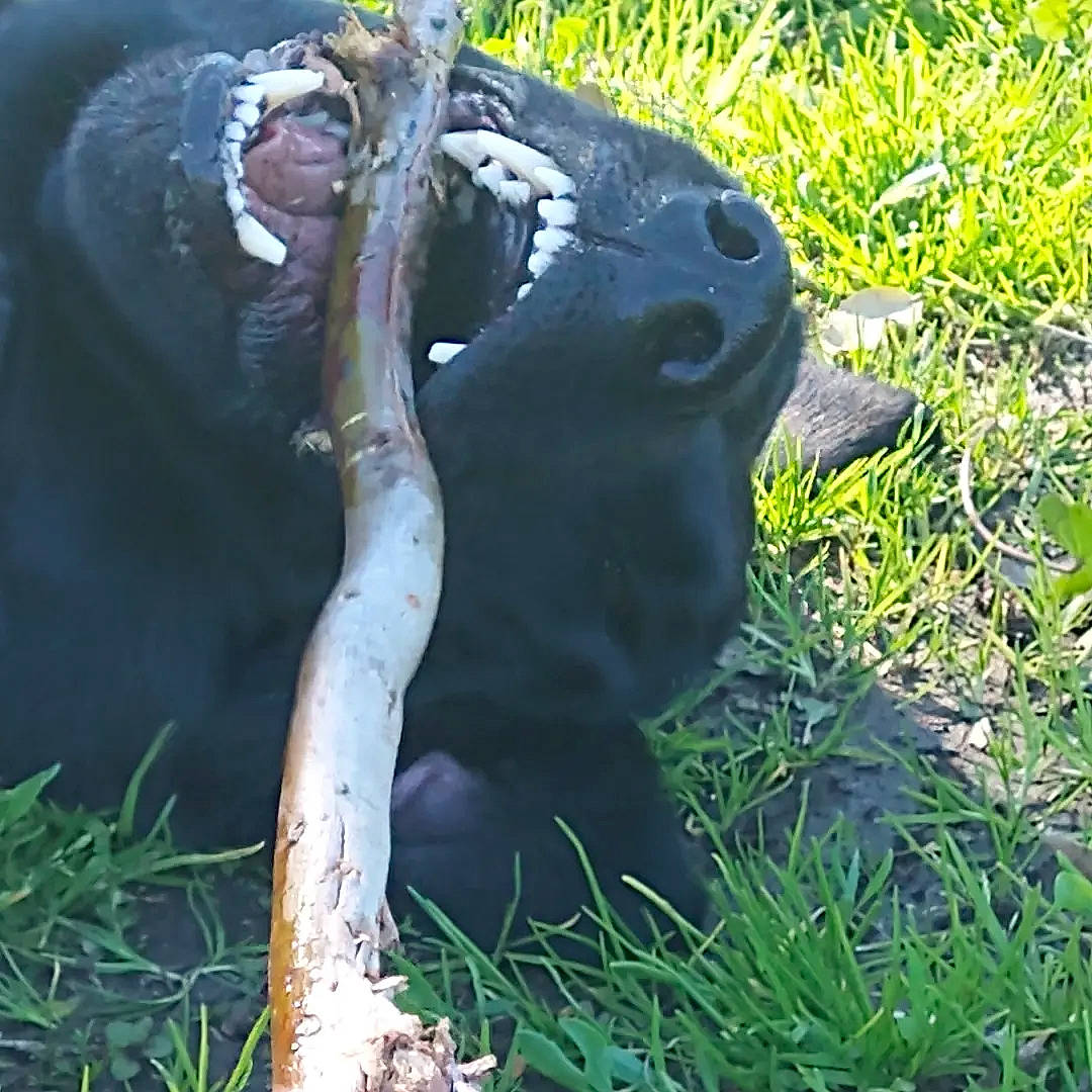 Bishop joined the competition — help win amazing prizes! alligator, american_alligator, amphibian, art, crocodilia, fang, grass, groundcover, jaw, plant, reptile, scaled_reptile, sculpture, snout, statue, terrestrial_animal, trunk, wildlife, wood, working_animal