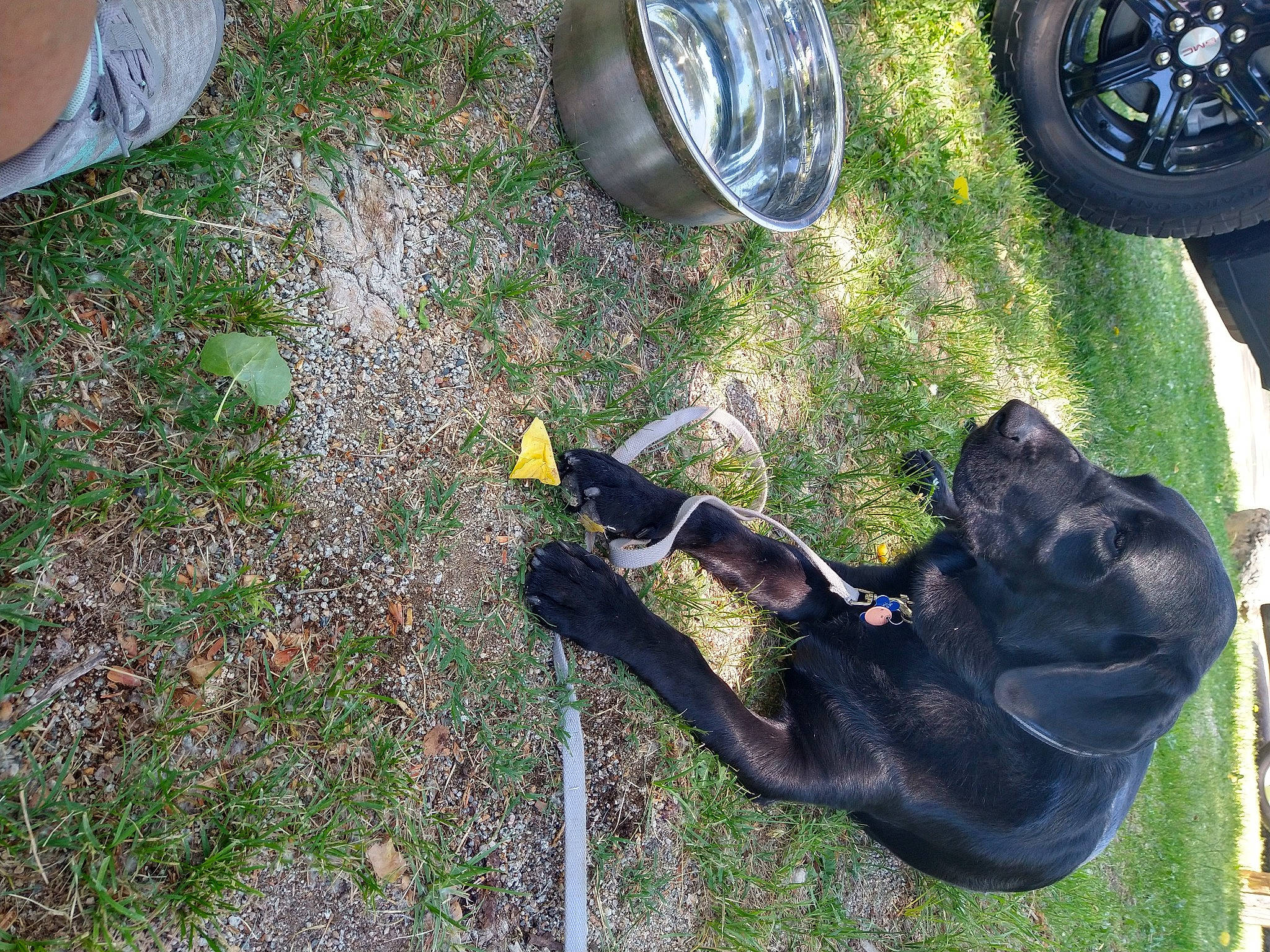 Bishop is registered to the contest to win money with this photo: alloy_wheel, automotive_tire, carnivore, collar, dog, dog_breed, dog_collar, fender, grass, green, lawn, plant, rim, synthetic_rubber, tail, tire, tire_care, tread, wheel, working_animal