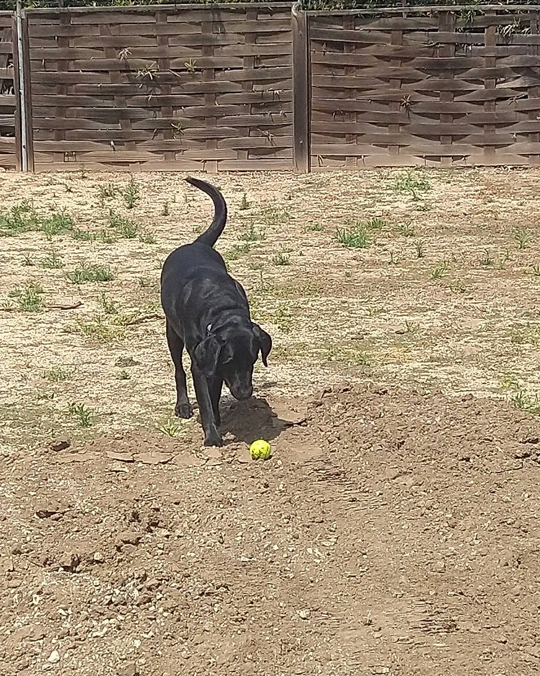 Bishop is registered to the contest to win money with this photo: canidae, carnivore, dog, dog_breed, fence, grass, guard_dog, hose, hunting_dog, shade, shadow, soil, sporting_group, tail, terrestrial_animal, tints_and_shades, working_animal