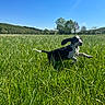 puppy, dog, grass, field, nature, outdoor, running, blue_sky, sunny, greenery, animal, canine, playful, summer, landscape, trees, happy, ears, pet, jumping