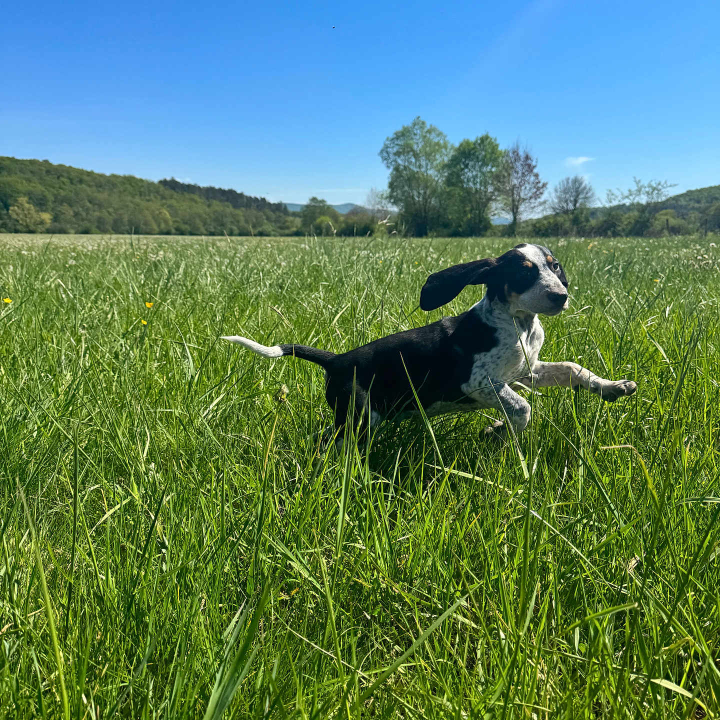 Basco participe au concours pour gagner de l'argent avec cette photo : puppy, dog, grass, field, nature, outdoor, running, blue_sky, sunny, greenery, animal, canine, playful, summer, landscape, trees, happy, ears, pet, jumping
