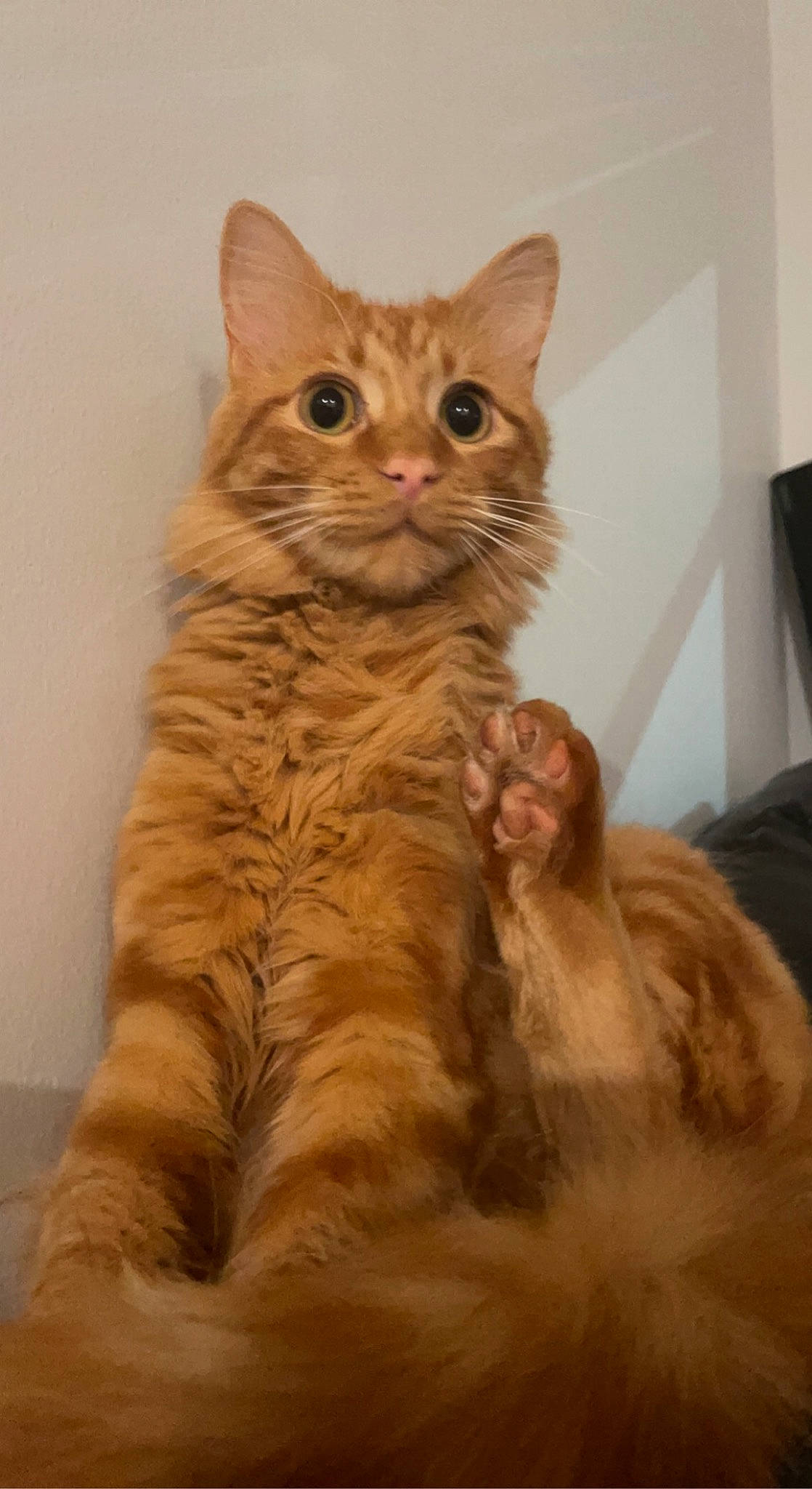 Alani joined the competition — help win amazing prizes! carnivore, cat, claw, domestic_short_haired_cat, fawn, felidae, flooring, fur, iris, paw, peach, sitting, small_to_medium_sized_cats, snout, tail, terrestrial_animal, whiskers, window, wood