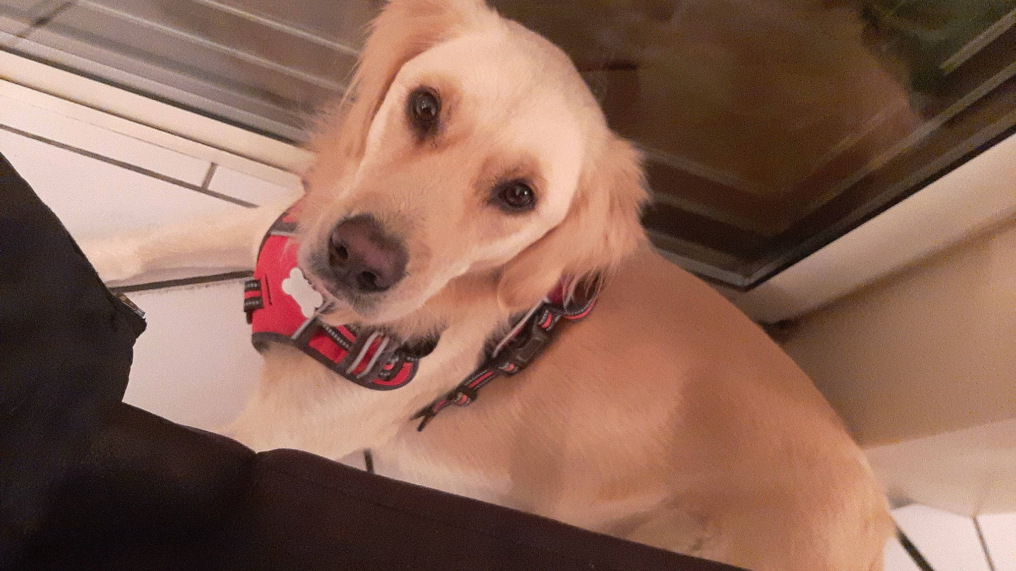 Gypsy a rejoint le concours — aidez-le/la à gagner de superbes lots ! canidae, carnivore, collar, companion_dog, dog, dog_breed, dog_collar, dog_supply, fawn, flooring, fur, golden_retriever, happy, hood, paw, retriever, snout, sporting_group, whiskers, working_animal