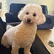 Lilah is registered to the contest to win money with this photo: dog, poodle, white, curly_fur, pet, indoor, living_room, couch, floor, tile, slippers, furniture, portrait, cute, animal, companion, home, cozy, curious, sitting