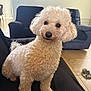 dog, poodle, white, curly_fur, pet, indoor, living_room, couch, floor, tile, slippers, furniture, portrait, cute, animal, companion, home, cozy, curious, sitting