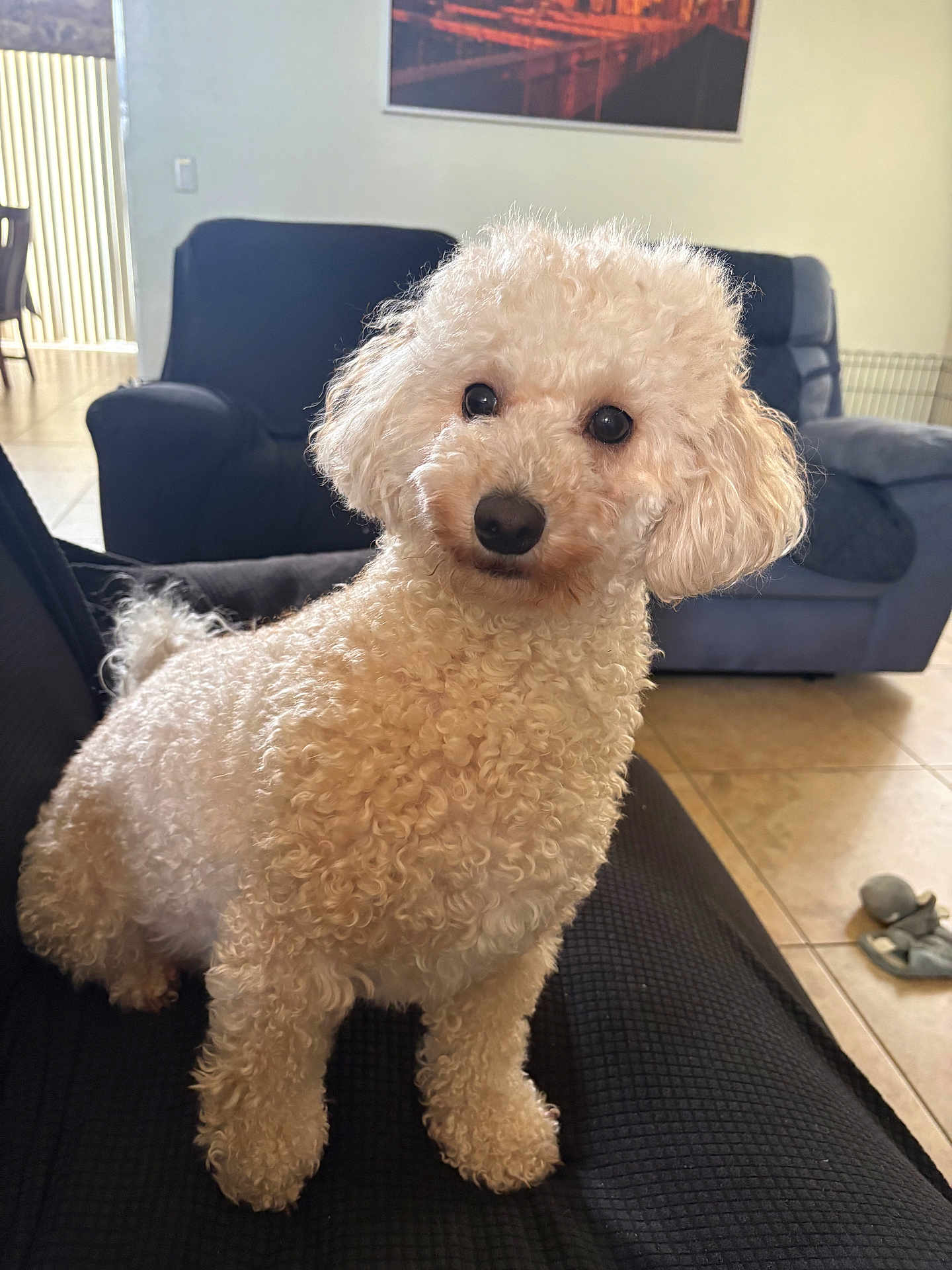 Lilah is registered to the contest to win money with this photo: dog, poodle, white, curly_fur, pet, indoor, living_room, couch, floor, tile, slippers, furniture, portrait, cute, animal, companion, home, cozy, curious, sitting