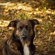 Utah participe au concours pour gagner de l'argent avec cette photo : dog, animal, pet, outdoor, nature, autumn, leaves, brown, black, white, fur, canine, portrait, looking, ears, eyes, grass, daylight, alone, ground