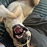 Alpha a rejoint le concours — aidez-le/la à gagner de superbes lots ! dog, canine, pet, playing, mouth_open, teeth, tongue_out, lying_down, bed, blanket, cozy, indoor, cute, happy, fur, ears, animal, smiling, relaxed, companion