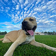 Alpha a rejoint le concours — aidez-le/la à gagner de superbes lots ! animal, canine, clouds, daylight, dog, field, grass, greenery, happy, landscape, mammal, nature, outdoor, pet, playful, relaxing, sky, summer, tongue_out, wide_angle