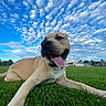 animal, canine, clouds, daylight, dog, field, grass, greenery, happy, landscape, mammal, nature, outdoor, pet, playful, relaxing, sky, summer, tongue_out, wide_angle