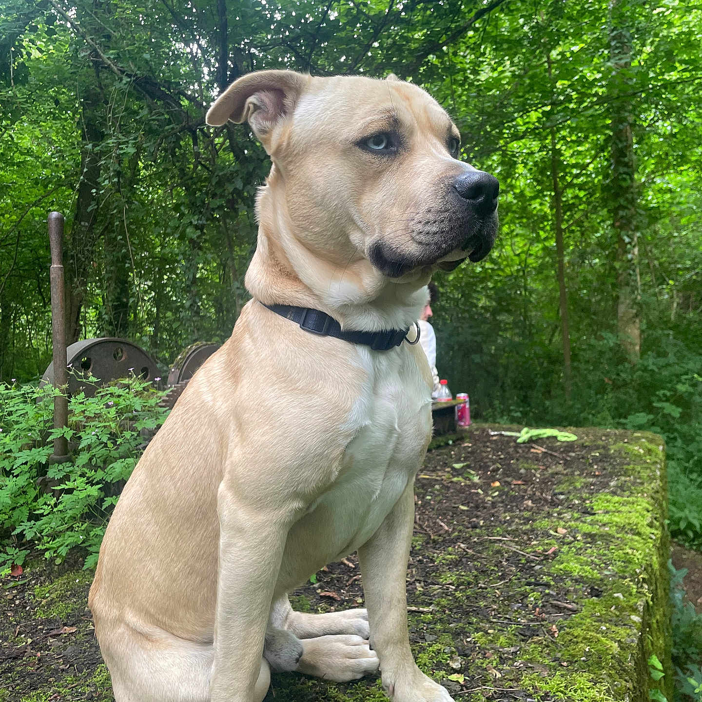 Alpha participe au concours pour gagner de l'argent avec cette photo : dog, tan_dog, moss, stone, forest, greenery, outdoor, nature, tree, foliage, pet, canine, collar, sitting, alert, daylight, rustic, plant, ground, animal