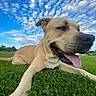 animal, canine, closeup, clouds, daylight, dog, field, grass, greenery, happy, mammal, nature, outdoor, pet, playful, recreation, sky, smiling, summer, tongue