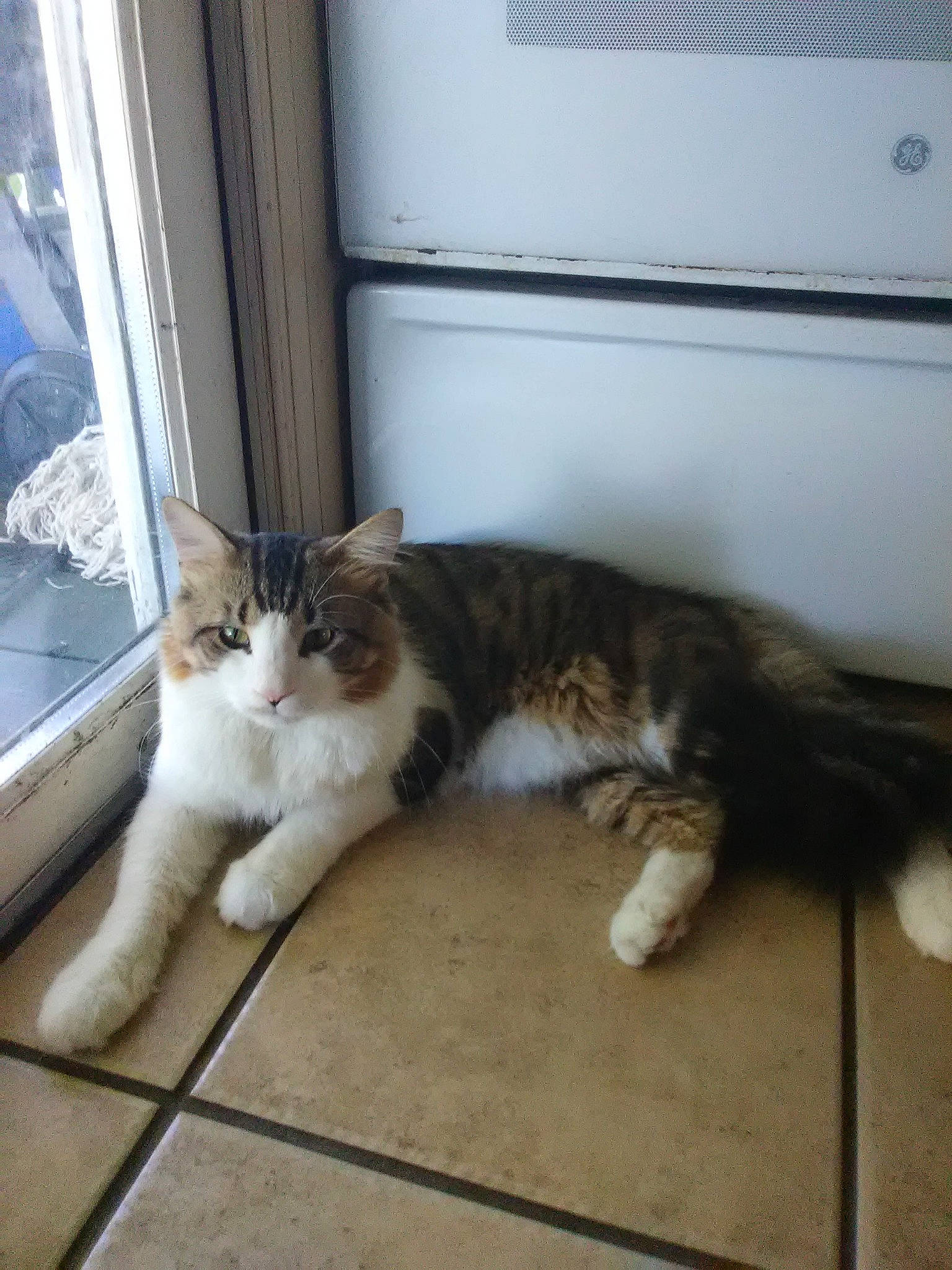 Baxter J Hill joined the competition — help win amazing prizes! aegean_cat, american_wirehair, carnivore, cat, domestic_short_haired_cat, european_shorthair, fawn, felidae, kitten, mammal, ojos_azules, polydactyl_cat, small_to_medium_sized_cats, tail, whiskers