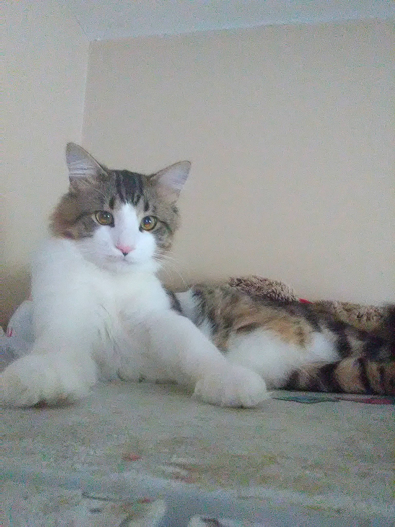 Baxter J Hill joined the competition — help win amazing prizes! aegean_cat, british_semi_longhair, carnivore, cat, domestic_long_haired_cat, domestic_short_haired_cat, felidae, kitten, maine_coon, mammal, norwegian_forest_cat, polydactyl_cat, ragamuffin, ragdoll, siberian, small_to_medium_sized_cats, tail, vertebrate, whiskers