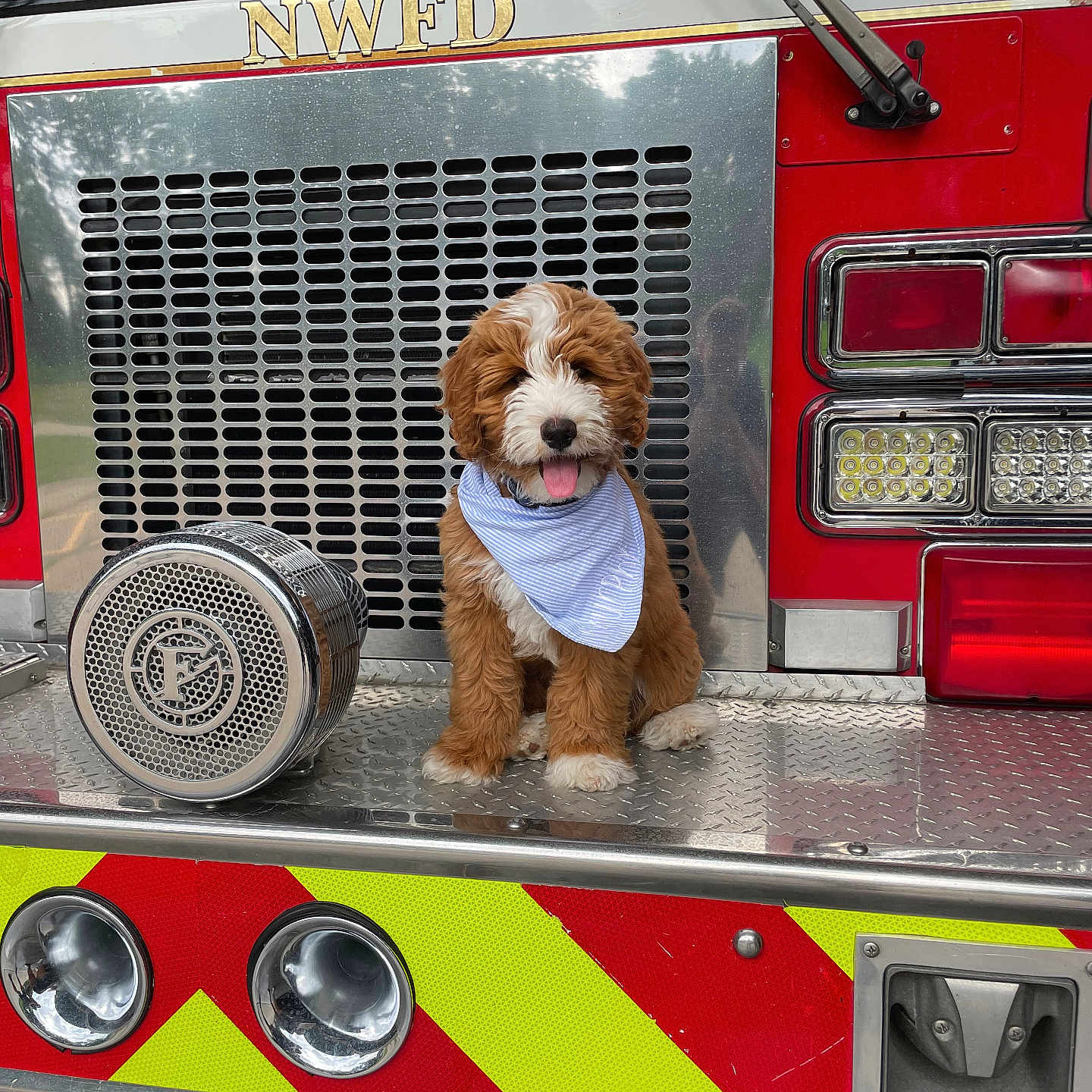 Murphy joined the competition — help win amazing prizes! alloywheel, animal, bumper, canine, car, carwheel, dog, firetruck, hound, machine, pet, poodle, puppy, spoke, terrier, tire, transportation, truck, vehicle, wheel