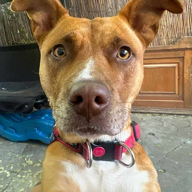 Lady is registered to the contest to win money with this photo: alert, animal, brown_dog, canine, close_up, collar, curious, dog, domestic_animal, ears, face, fur, ground, leaves, looking_at_camera, nostrils, outdoor, pet, whiskers, wooden_cabinet