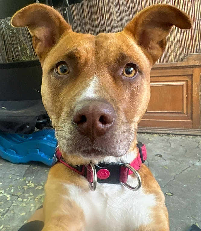 Lady is registered to the contest to win money with this photo: alert, animal, brown_dog, canine, close_up, collar, curious, dog, domestic_animal, ears, face, fur, ground, leaves, looking_at_camera, nostrils, outdoor, pet, whiskers, wooden_cabinet