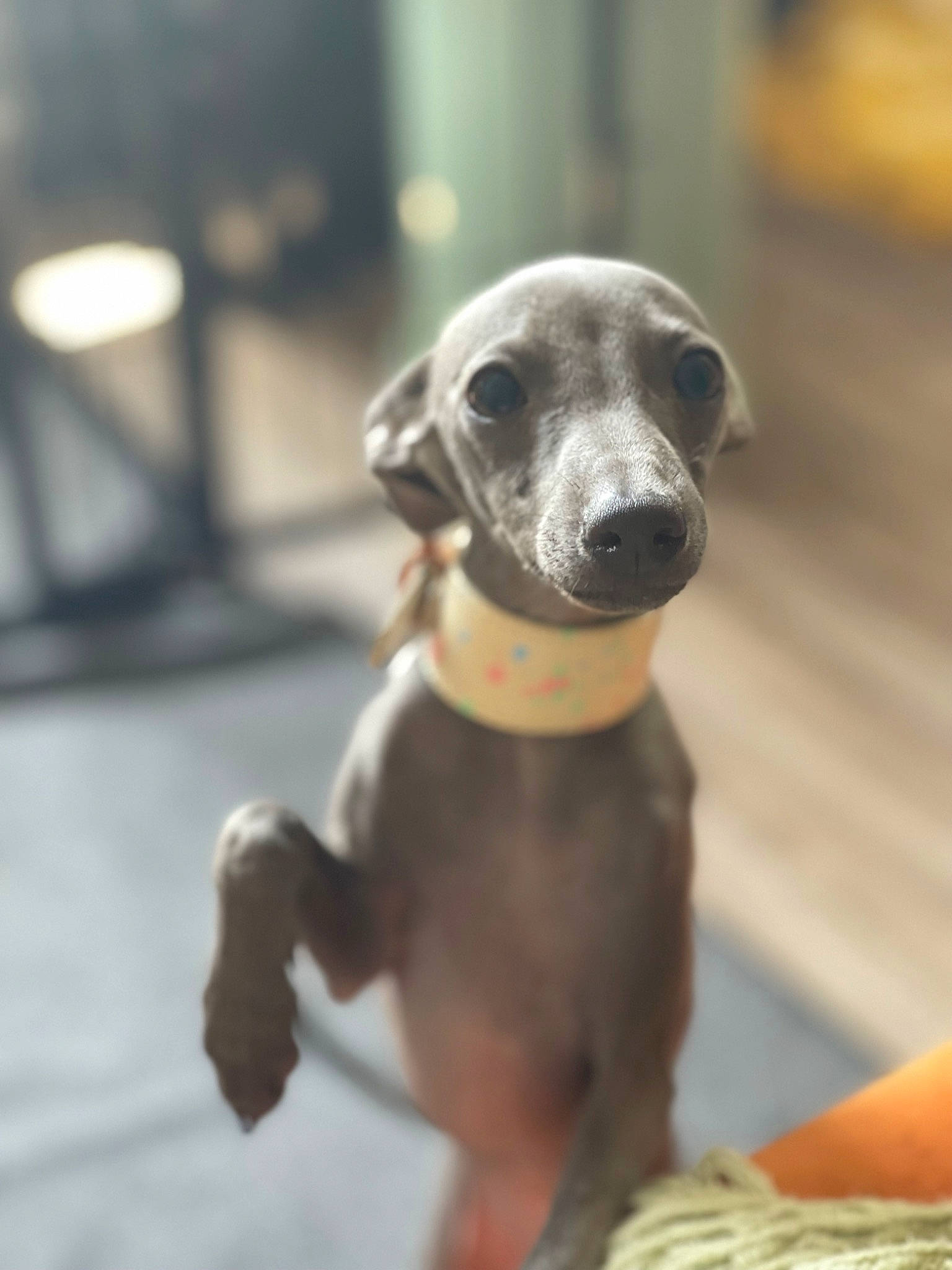 Villanelle is registered to the contest to win money with this photo: canidae, carnivore, companion_dog, dog, dog_breed, dog_supply, fawn, grey, metal, non_sporting_group, pet_supply, rampur_greyhound, snout, sporting_group, tail, terrestrial_animal, toy, toy_dog, whiskers, working_animal