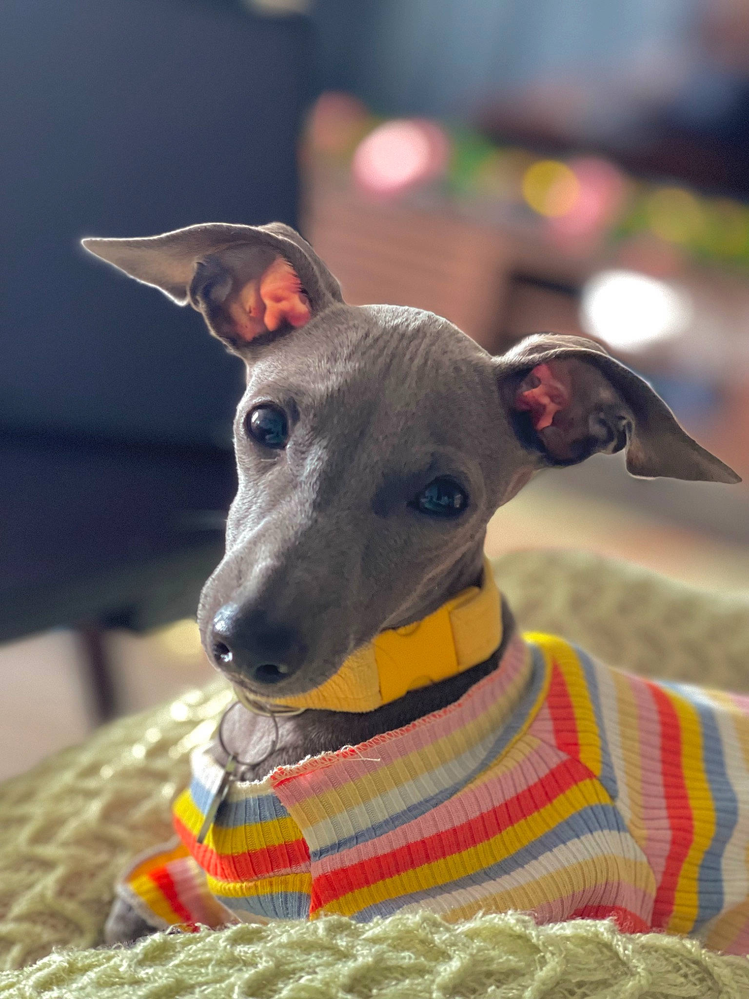Villanelle is registered to the contest to win money with this photo: canidae, carnivore, collar, companion_dog, dog, dog_breed, dog_collar, dog_supply, fashion_accessory, fawn, magyar_agar, non_sporting_group, pet_supply, rampur_greyhound, sighthound, sleeve, snout, sporting_group, whiskers, working_animal