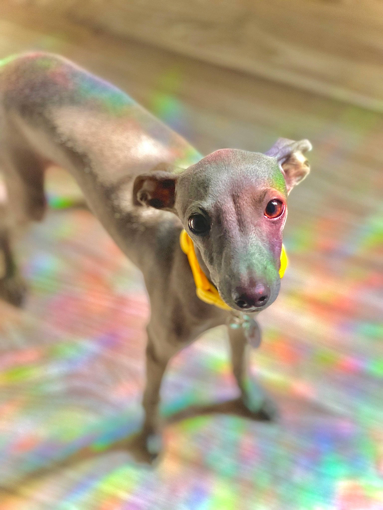 Villanelle joined the competition — help win amazing prizes! canidae, carnivore, collar, companion_dog, dog, dog_breed, dog_supply, eye, fawn, magenta, magyar_agar, rampur_greyhound, sighthound, snout, sporting_group, tail, terrestrial_animal, whiskers, wildlife, working_animal