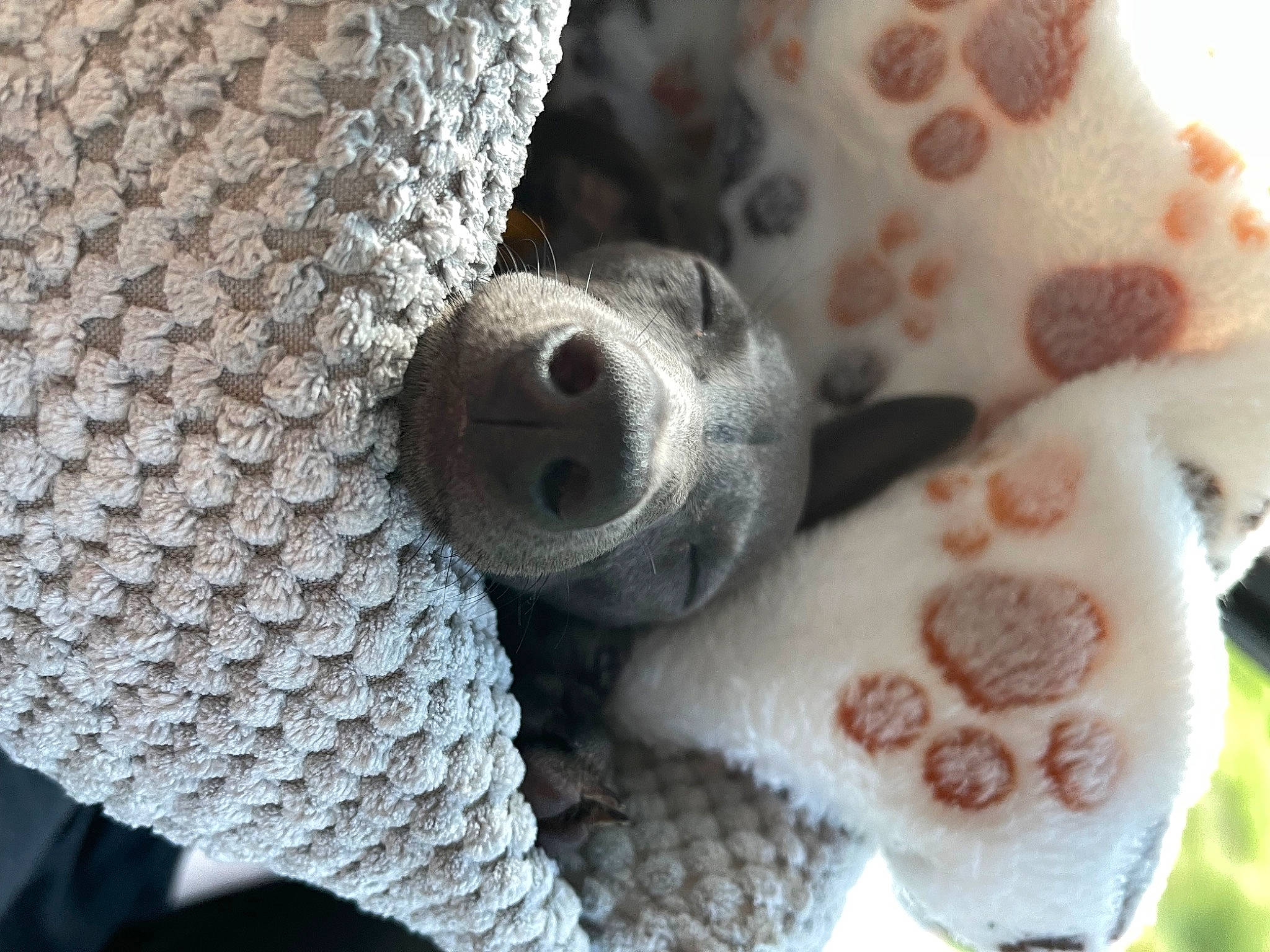 Villanelle joined the competition — help win amazing prizes! canidae, carnivore, close_up, companion_dog, craft, dog, dog_breed, fashion_accessory, fawn, fur, pattern, snout, sporting_group, stuffed_toy, thread, whiskers, white, wool, woolen, woven_fabric
