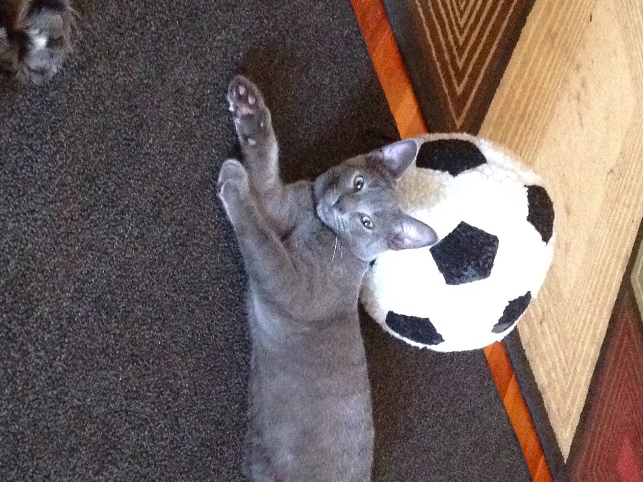 Buzz is registered to the contest to win money with this photo: ball, companion_dog, dog_breed, felidae, flooring, foot, football, football_equipment, hardwood, human_leg, panda, paw, soccer, soccer_ball, sports_equipment, tail, terrestrial_animal, vertebrate, whiskers, wood